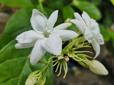 Jasmine Flower
