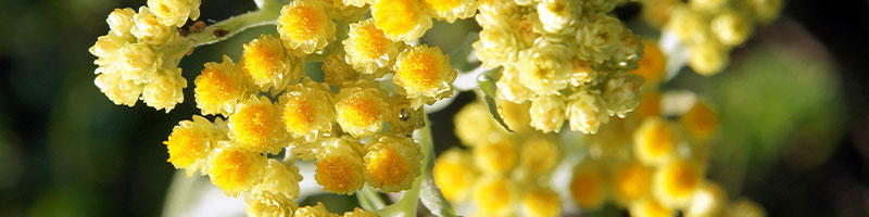 800x200-summer-refresh-bogo-bundle-helichrysum-ingredient.jpg