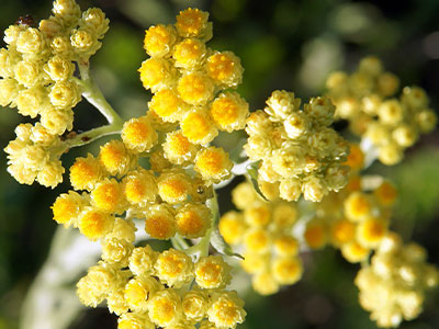400x300-summer-refresh-bogo-bundle-helichrysum-ingredient.jpg