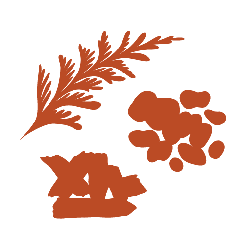 Arborvitae Oil NFR Middle Icon