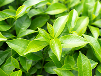 Easy Air Blend Oil Ingredients - Tea Tree Oil Mobile