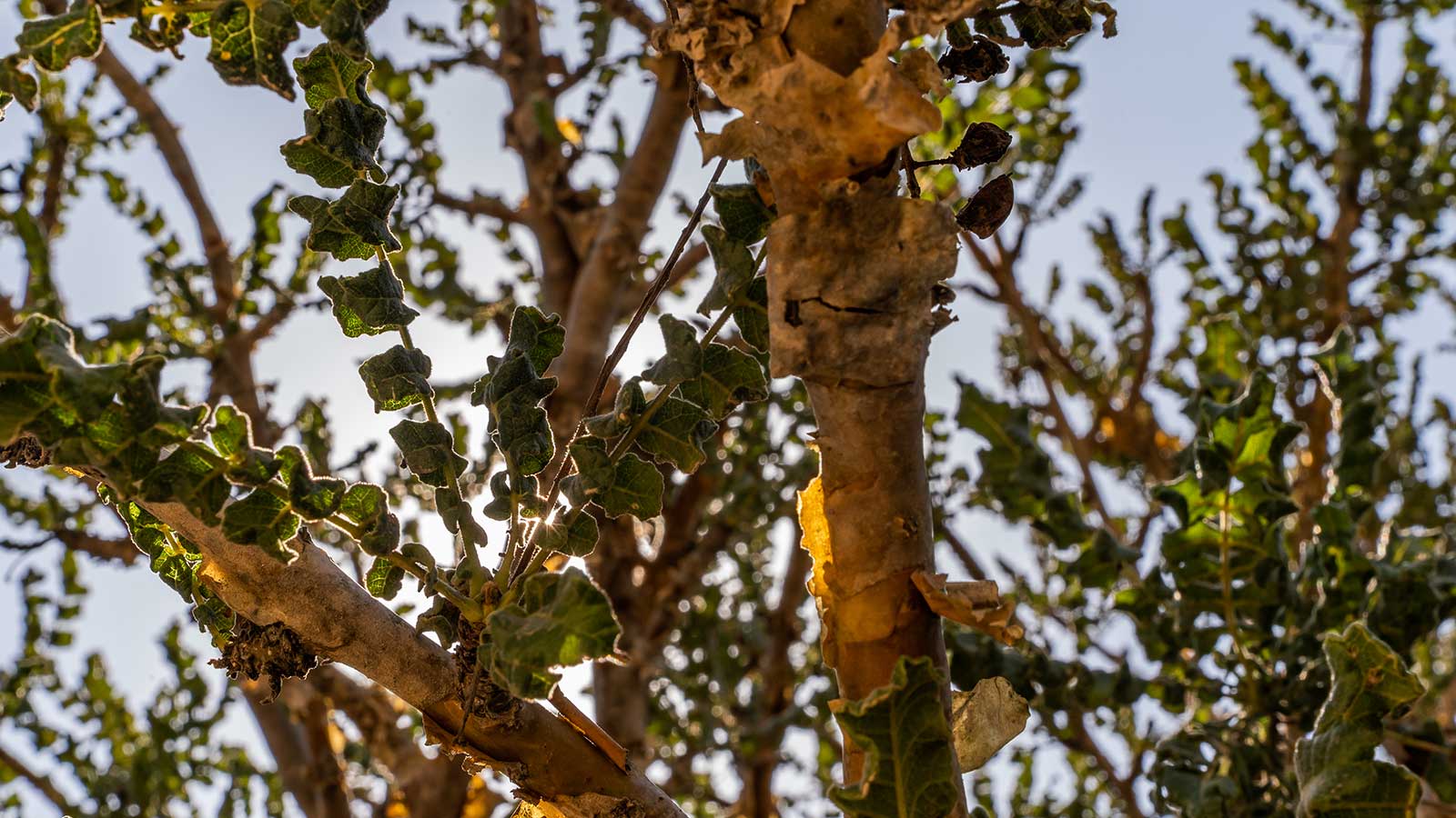 Frankincense Tree