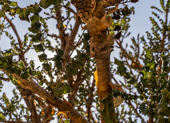 Frankincense Tree