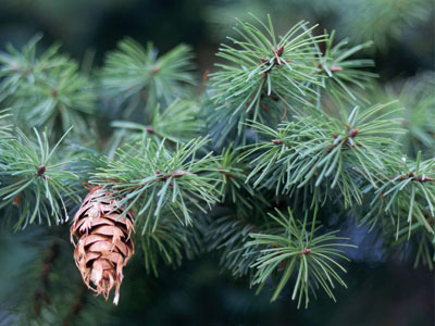 Fir Tree