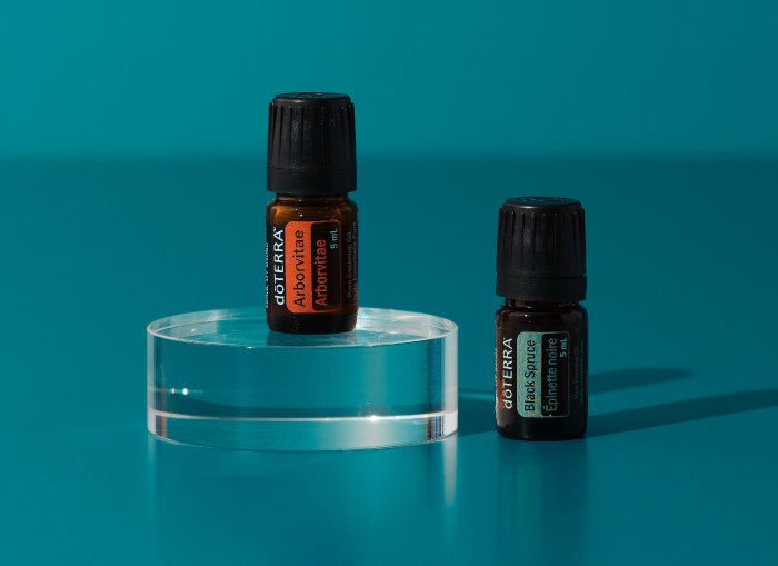 Black Spruce and Arborviae