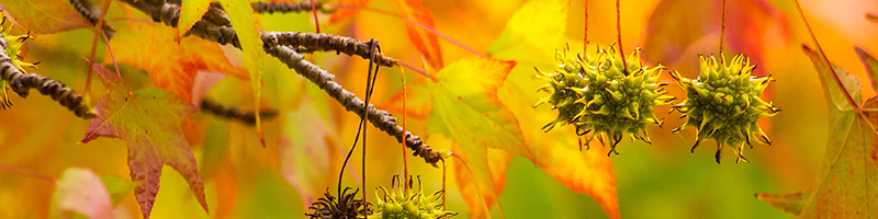 Sweet Gum Tree Image