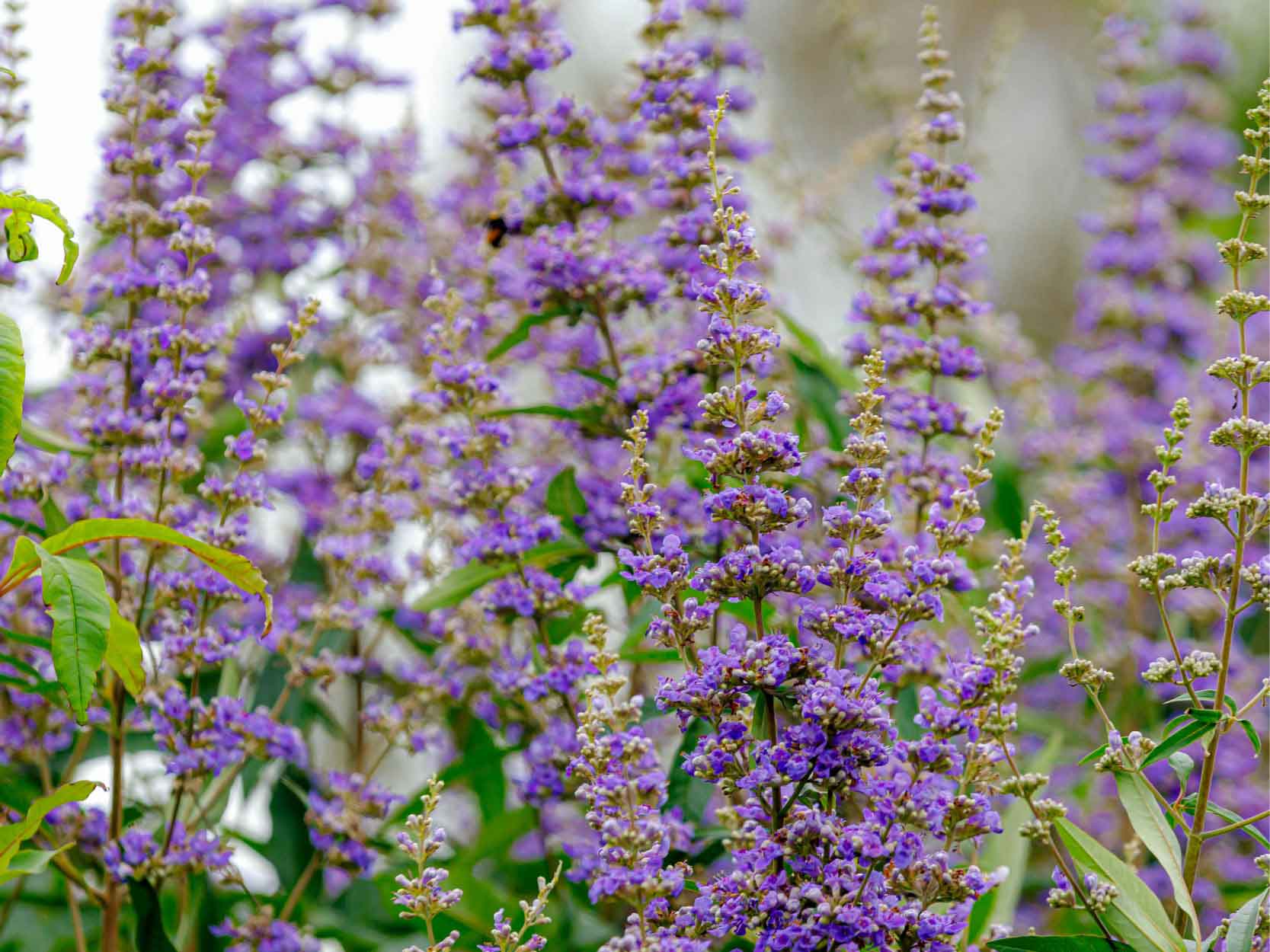 Vitex Flowers