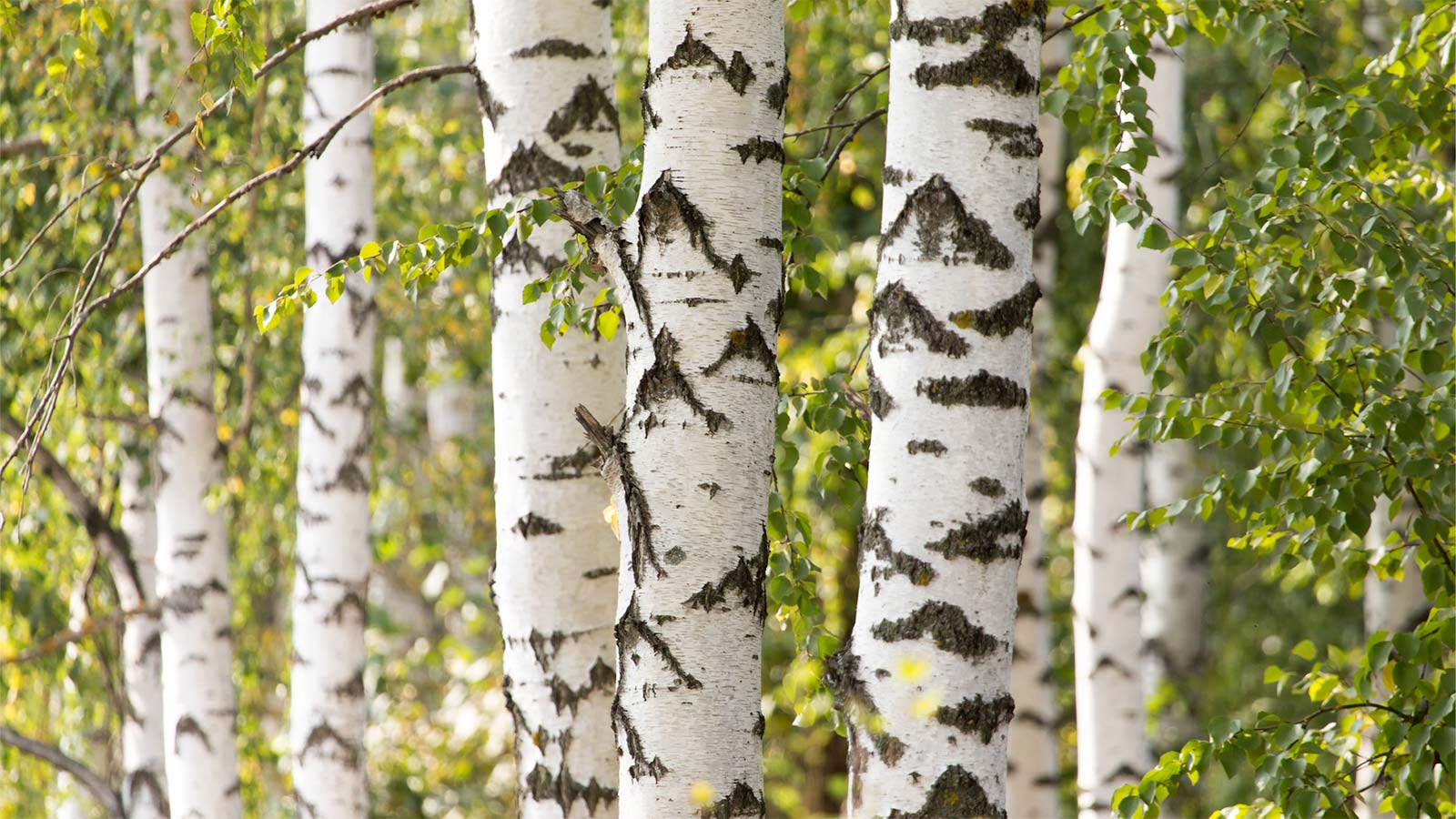 Birch trees