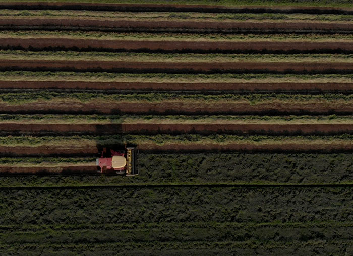 Rows of Peppermint being harvested by vehicle. 
