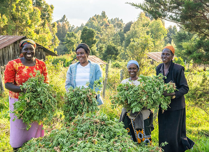 Women harvesting Geranium