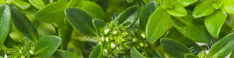 Summer Savoury - DDR Prime Essential Oil Blend Ingredients Desktop