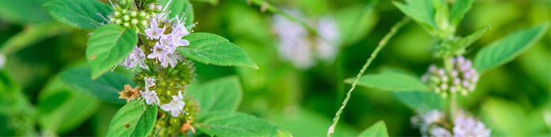 800x200-summer-refresh-bogo-bundle-peppermint-ingredient.jpg