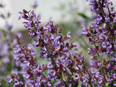 Clary Sage Oil - ClaryCalm Oil Ingredient Mobile