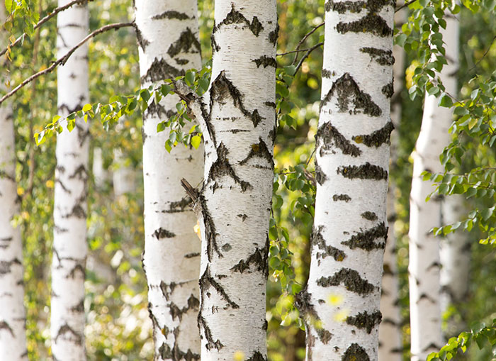 Birch Trees