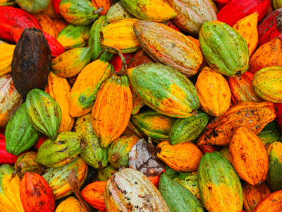 Theobroma seeds