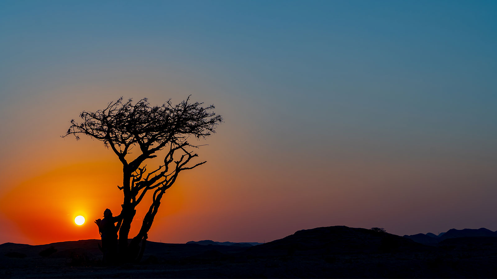 Sunset on a frankincense tree