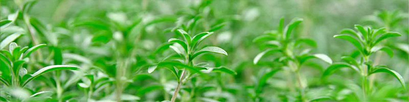 Thyme - DDR Prime Essential Oil Blend Ingredients Desktop