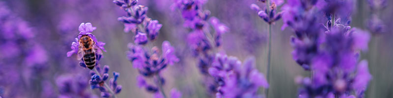 800x200-summer-refresh-bogo-bundle-lavender-ingredient.jpg