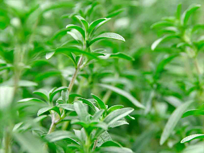 Thyme - DDR Prime Essential Oil Blend Ingredients Mobile