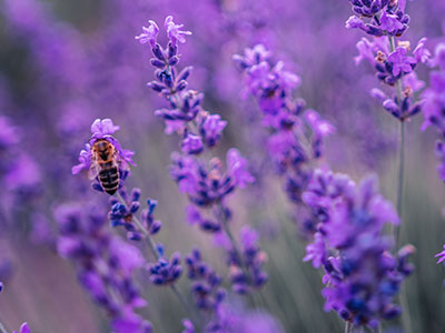 400x300-summer-refresh-bogo-bundle-lavender-ingredient.jpg