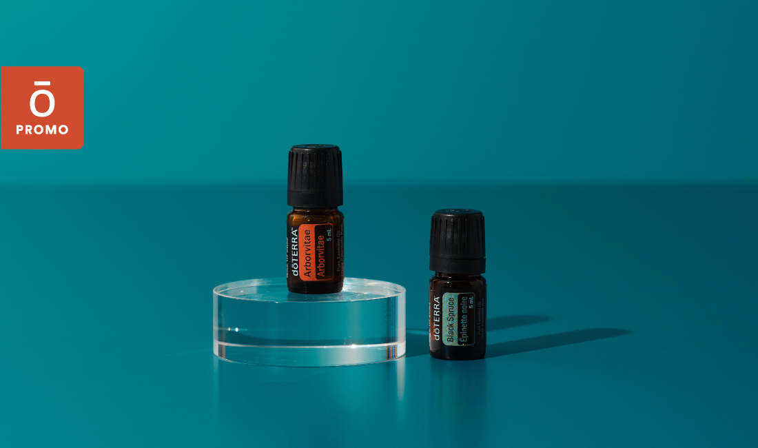 Black Spruce and Arborvitae
