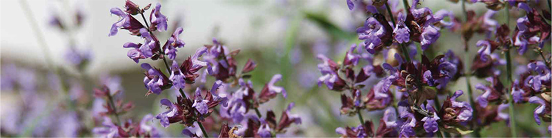 Clary Sage Oil - ClaryCalm Oil Ingredient Desktop
