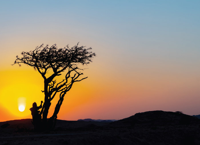 A silhouette of a tree with a sunset behind it