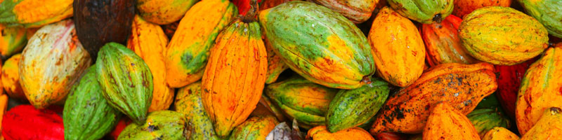 Theobroma seeds