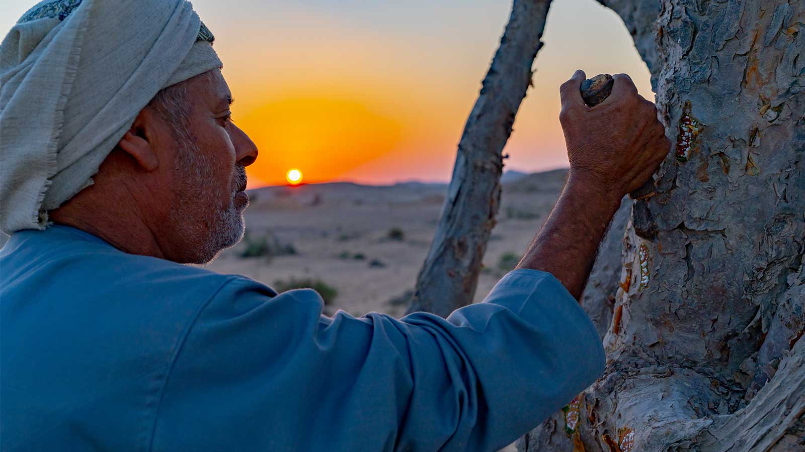 Man harvesting Frankincense