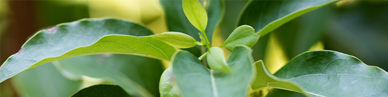 Easy Air Blend Oil Ingredients - Laurel Leaf Oil Desktop