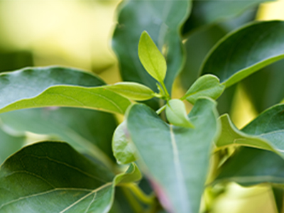Easy Air Blend Oil Ingredients - Laurel Leaf Oil Mobile