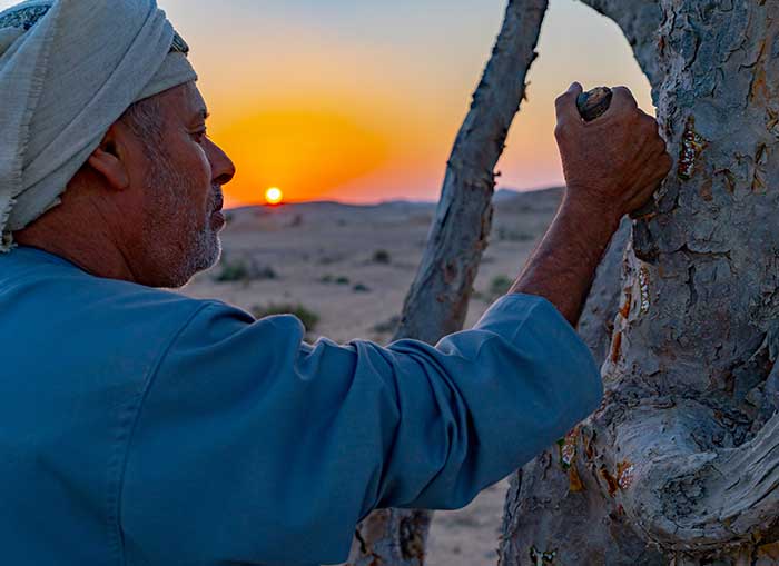 Man harvesting Frankincense