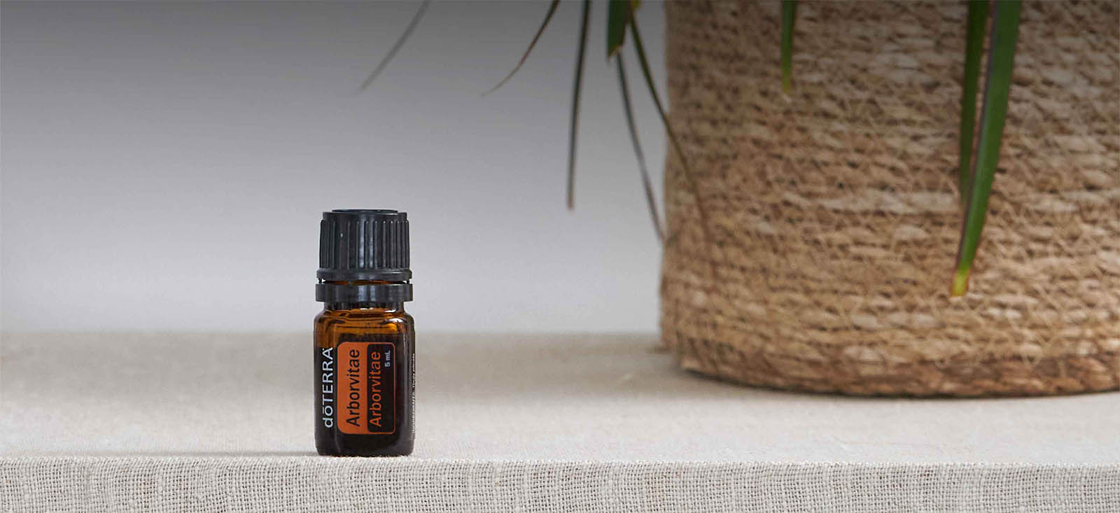 Arborvitae Essential Oil Header Desktop