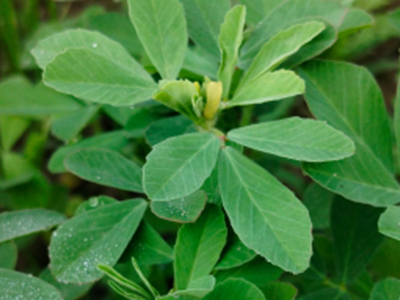 400x300-fenugreek.jpg